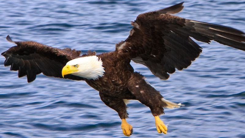 Bald Eagles