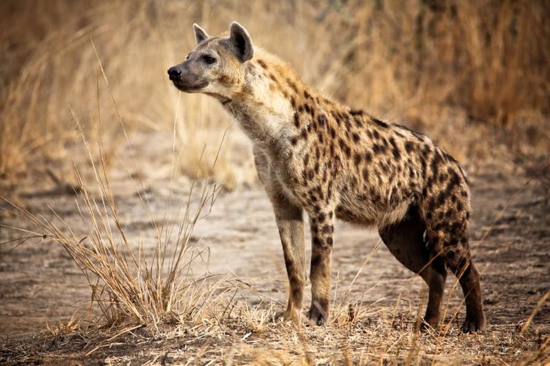 Spotted Hyena's Bone-Crushing Power