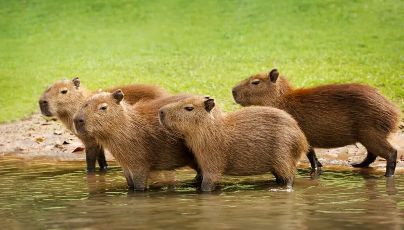 Capybaras: Nature's Couch Potatoes
