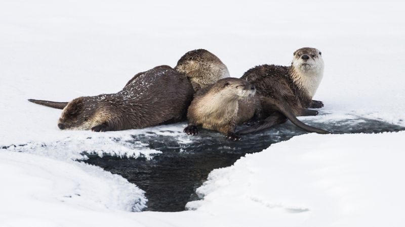 River Otter - Playful Waterway Acrobats