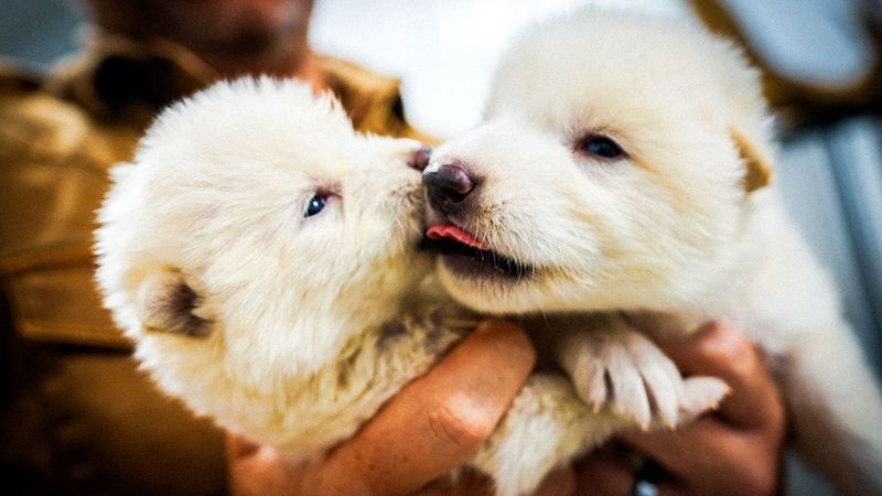 Animal Welfare Concerns