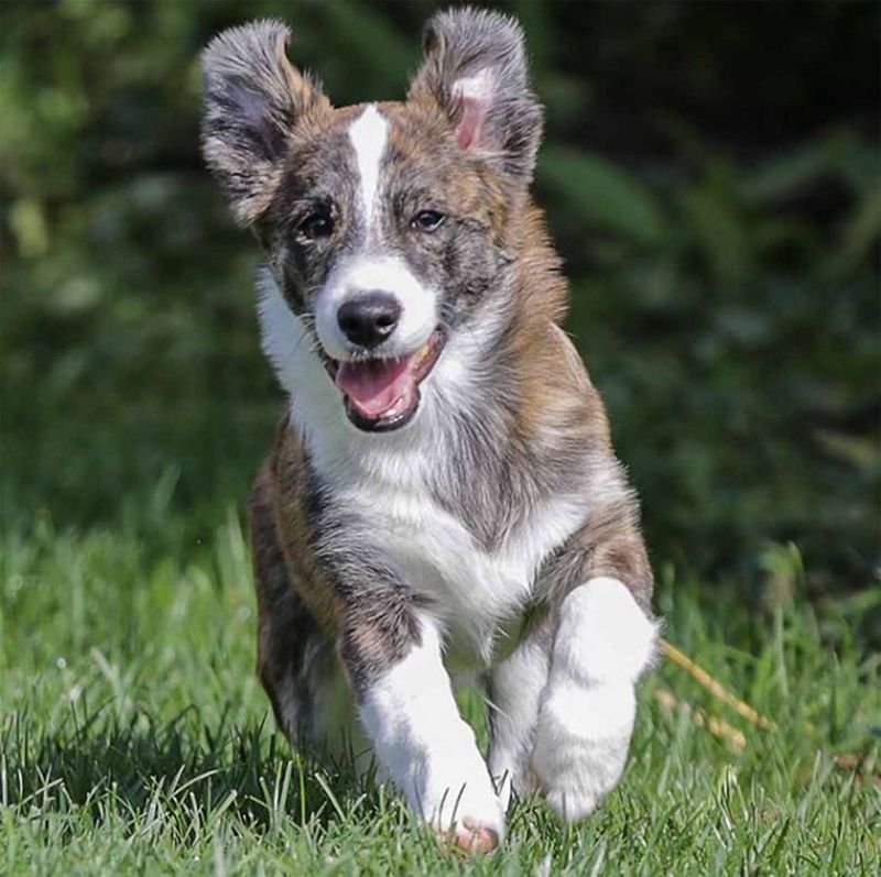 Corgipoo: The Short-Legged Smartie