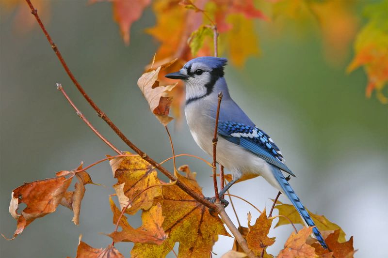 Acorn Abundance Forecasts