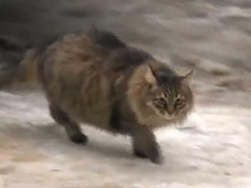 Masha: The Guardian Angel Of An Abandoned Baby