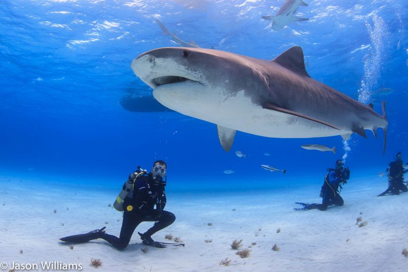 The Bahamas' Tiger Beach: Predator Playground
