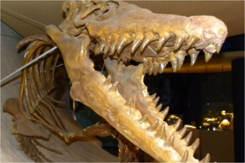Jaw-Dropping Teeth Tell Hunting Stories