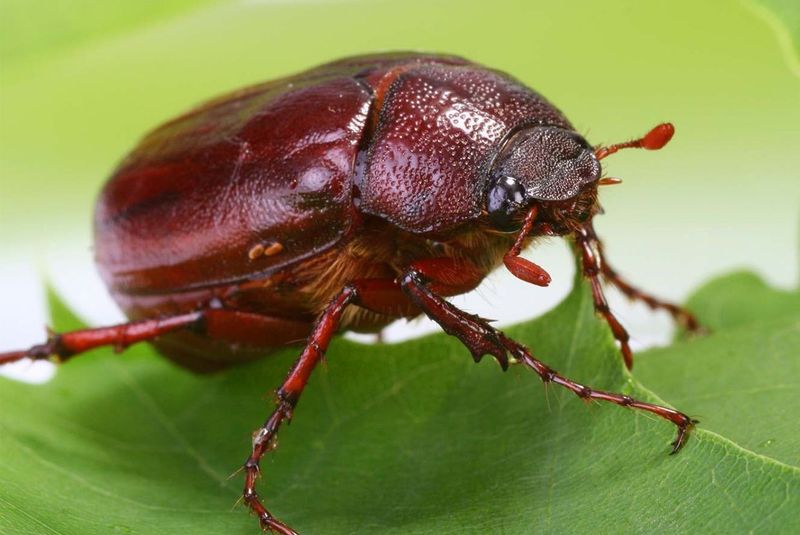 May Beetle – One Month Of Flight