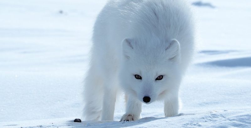 Arctic Fox Thermal Adaptation