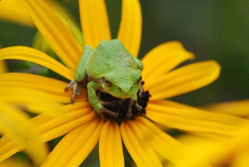 Indicators Of Environmental Health