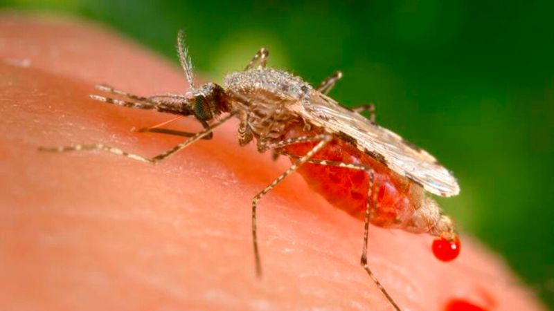 The Role Of Climate Change In Spreading Mosquitoes Across Hawaii
