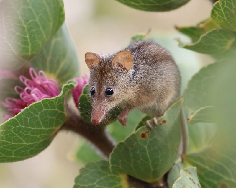Honey Possums With Brush-Tipped Tongues