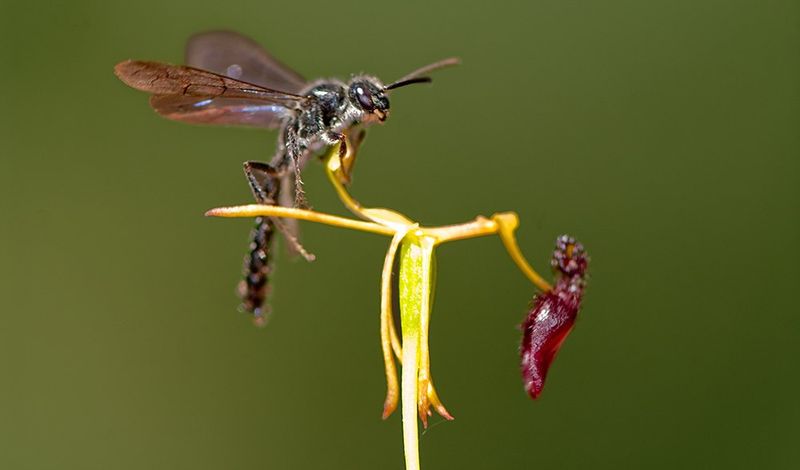 Wasps Tricked By Seductive Orchids