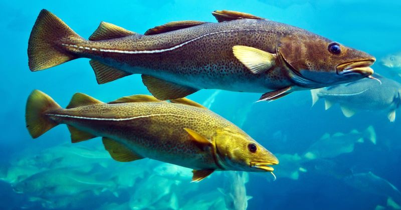 Atlantic Cod