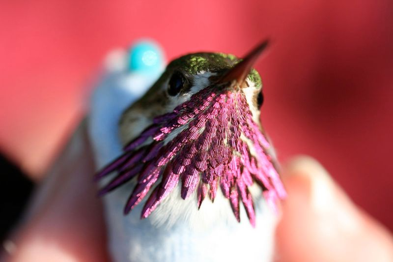 Recaptured Birds Offer Valuable Long-Term Data
