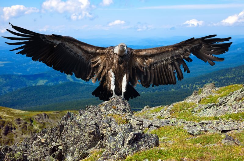 Eagles Are Among The Largest Birds Of Prey