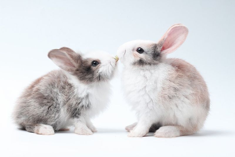 Rabbits Need Social Interaction