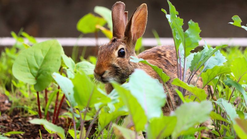 Companion Planting With Strong-Smelling Herbs