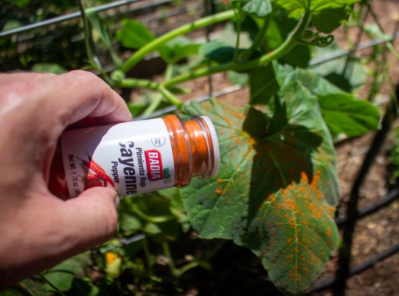 Garlic and Hot Pepper Spray Burns Their Senses