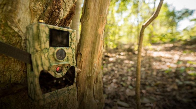 The Role Of Trail Cameras In Conservation