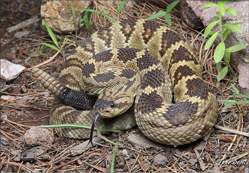 Blacktail Rattlesnake