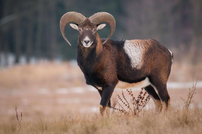 Mouflon Sheep
