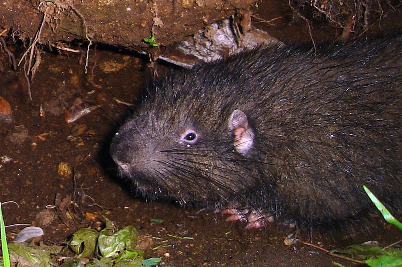 Mountain Beaver