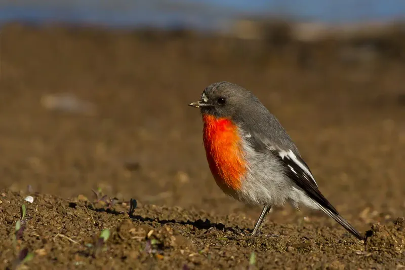 Flame Robin