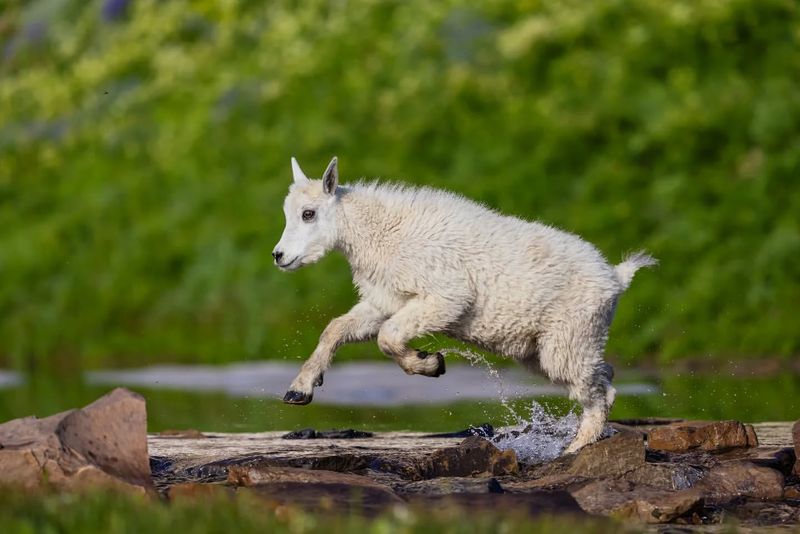 Mountain Goat