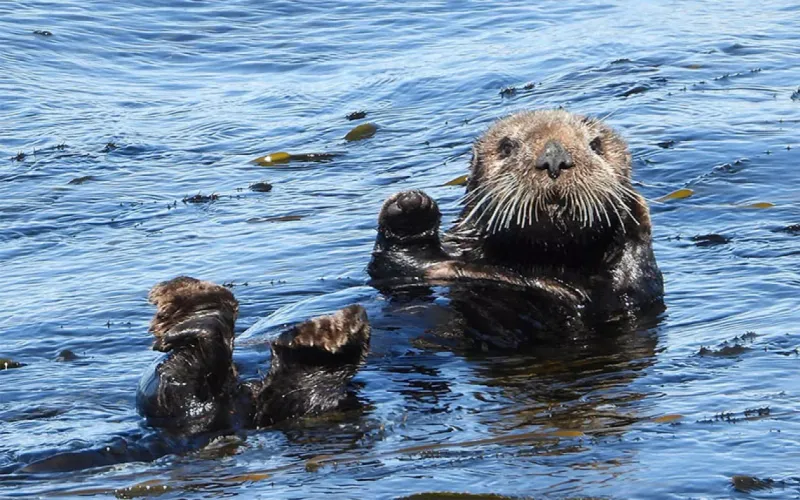 Sea Otters Expand Their Coastal Range