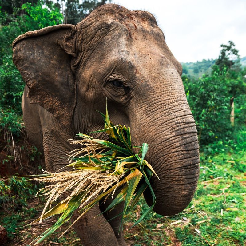 Elephants