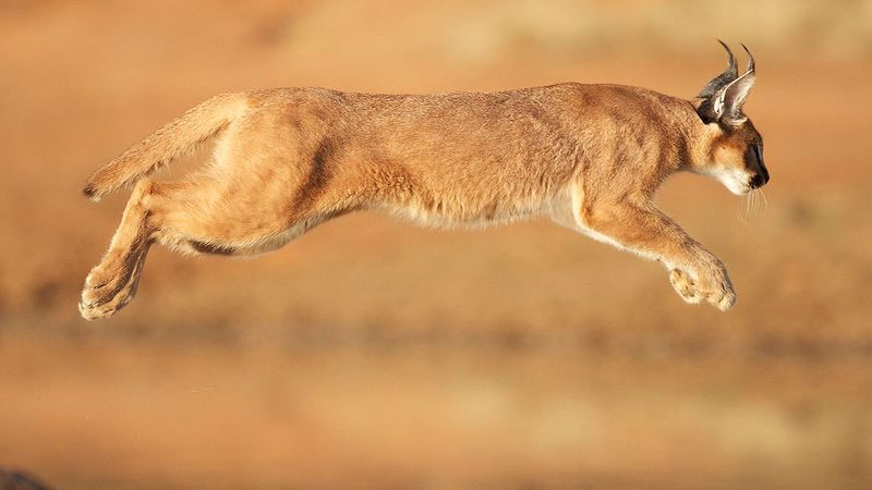 Desert's Golden Shadow