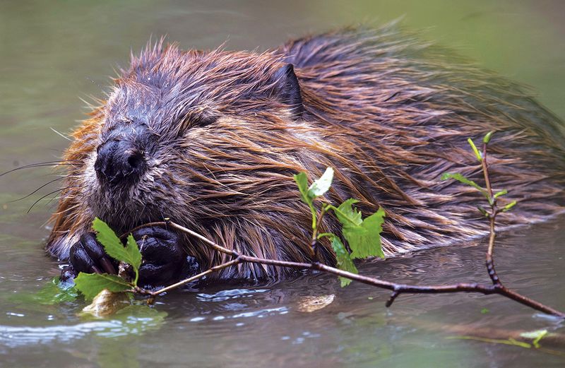Beaver – Nature's Engineers Making A Splash