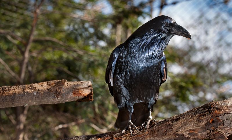 Common Raven