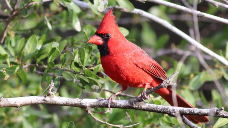 Northern Cardinal