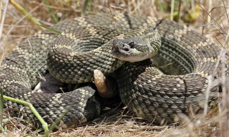 Western Rattlesnake: Venomous Warning System
