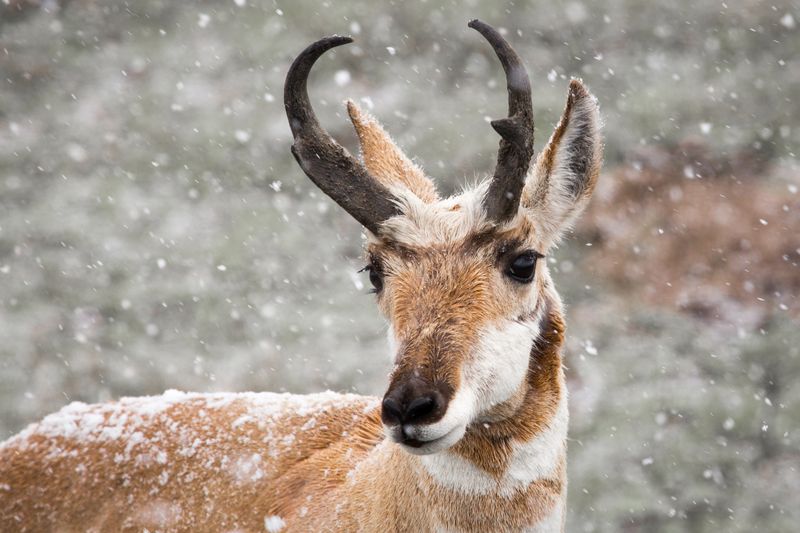 Pronghorn Antelope - America's Speed Champions