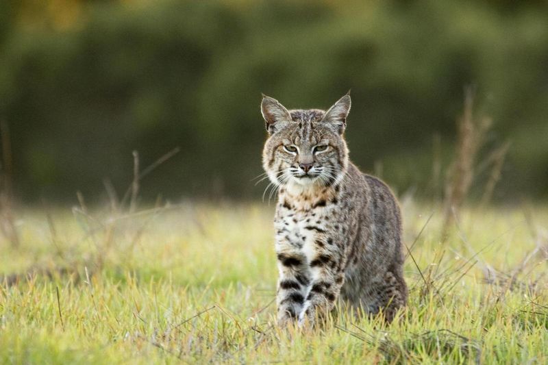 Bobcat: The Adaptable Hunter