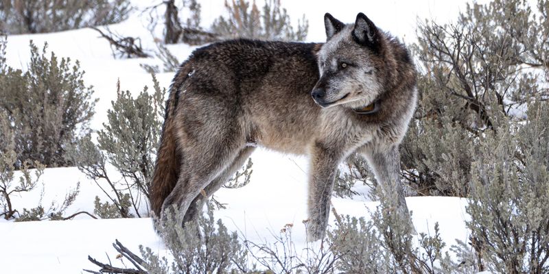 Gray Wolf
