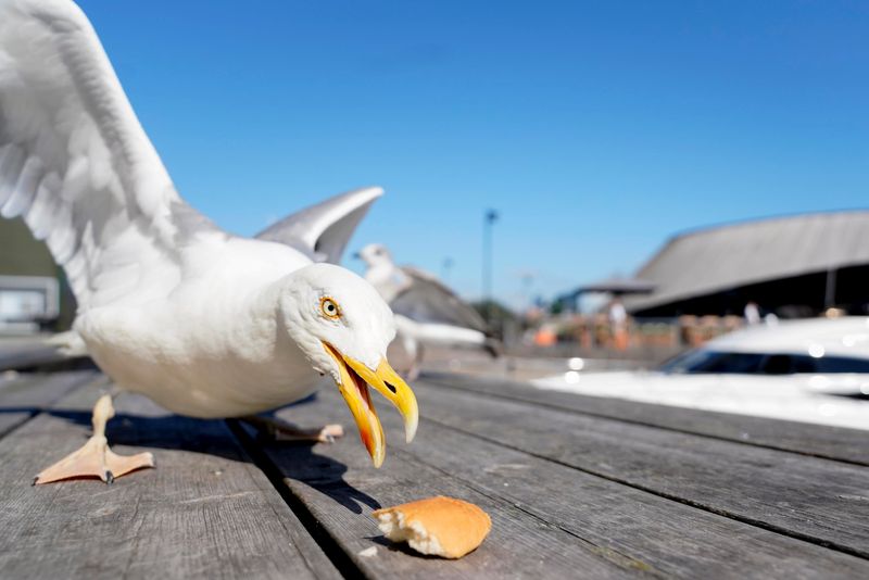 Seagulls
