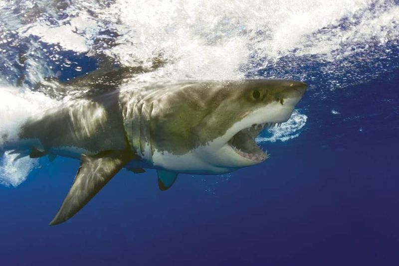 Great White Sharks: California's Ocean Predators
