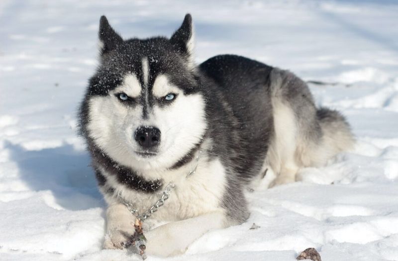 Arctic Allies: The Siberian Husky