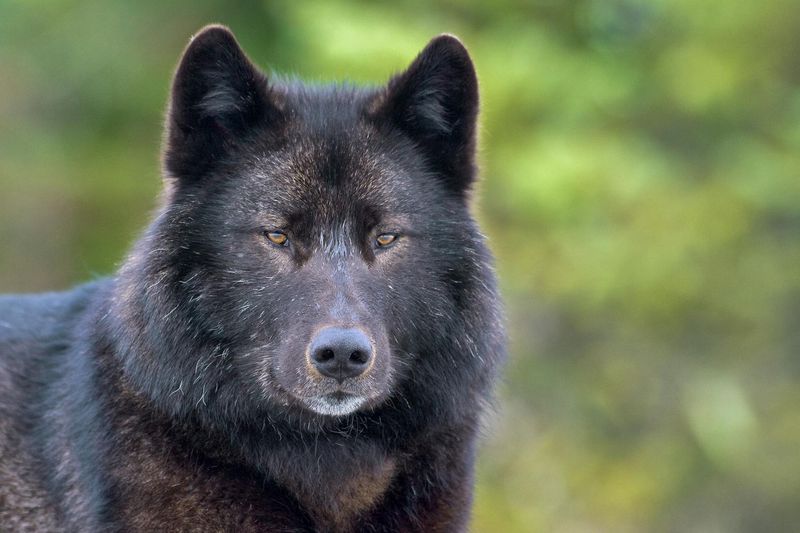Mist Stalker: Alexander Archipelago Wolf