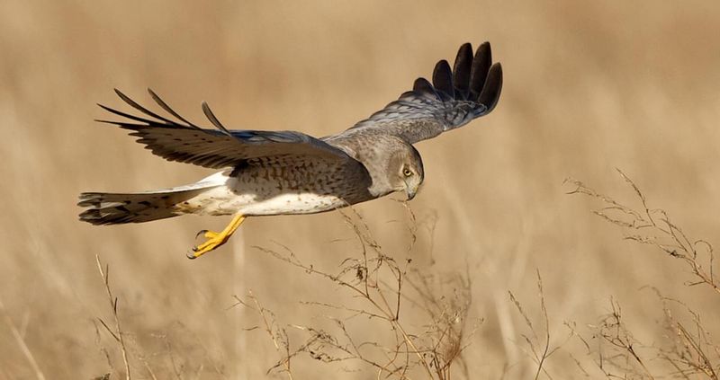 Grassland Gliders In Trouble