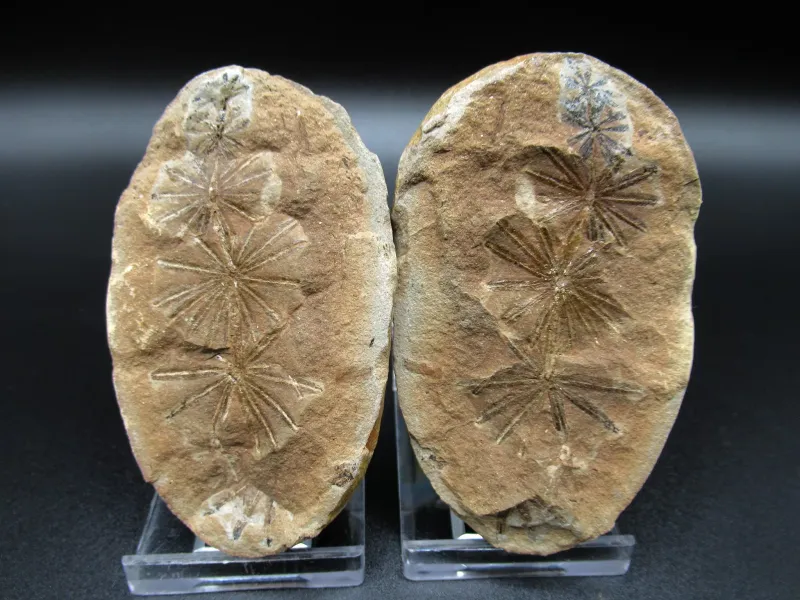 Coastal Discoveries At Mazon Creek Fossil Beds, Illinois