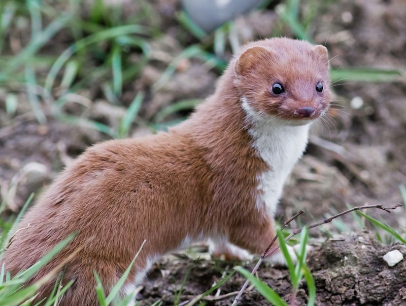 Mountain Weasel