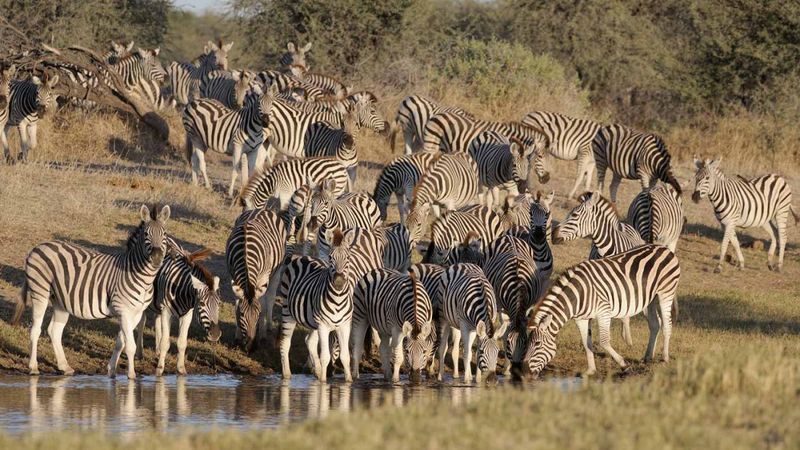 Plains Zebras - Not As Safe As You'd Think