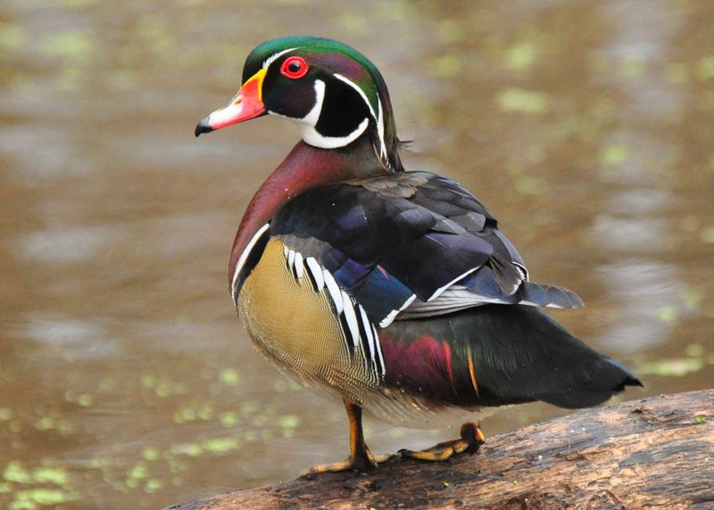 Population Boom: Wood Duck