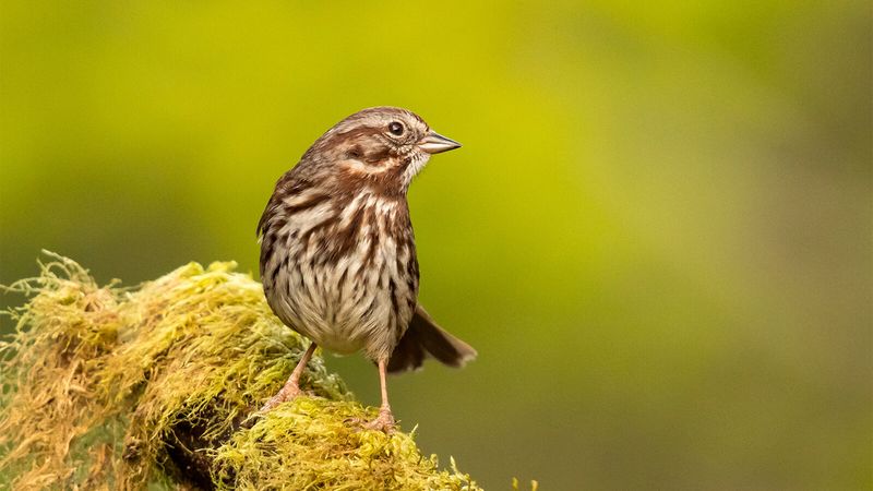 Song Sparrow