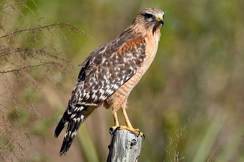Red-Shouldered Hawk