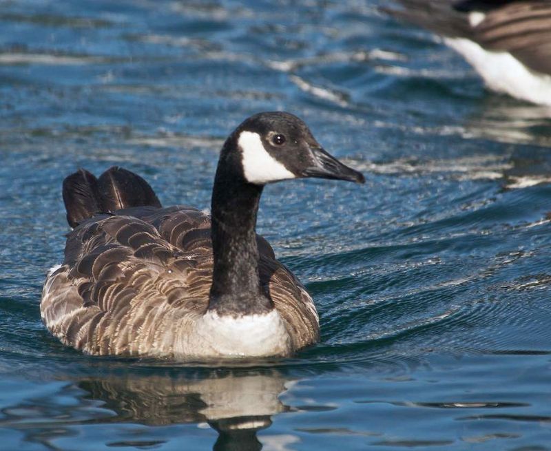 Canada Goose Majesty
